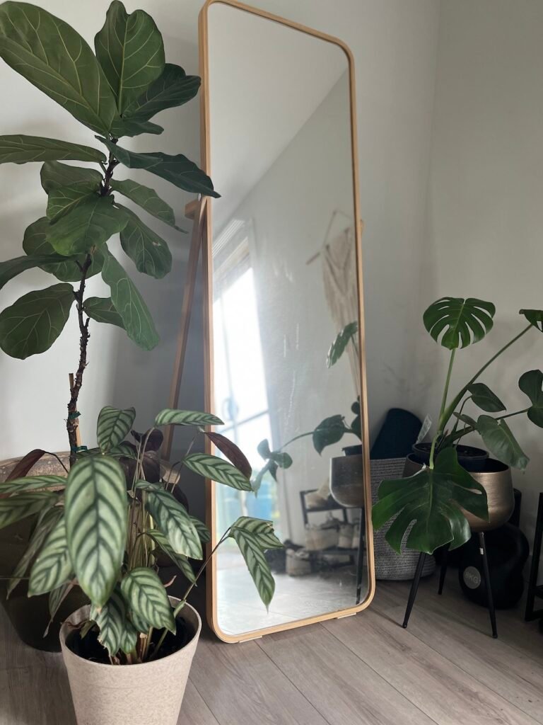 indoor plants with mirror